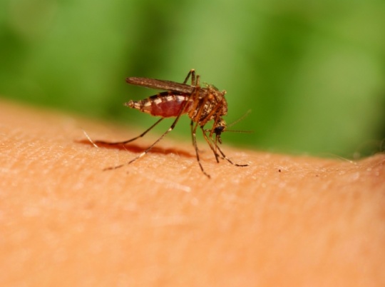 Dengue In India