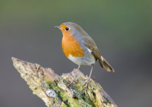 8 Birdtype Behaviour of Emailers