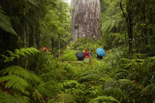 Zealandâ€™s Waipoua forest is well known for Kauri trees. The forest ...