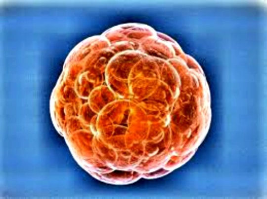 Stem Cells