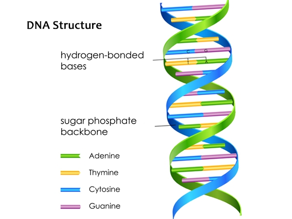 what-s-in-your-dna-healthy-living-indiatimes