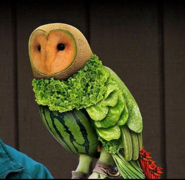 fruit owl fruit owl