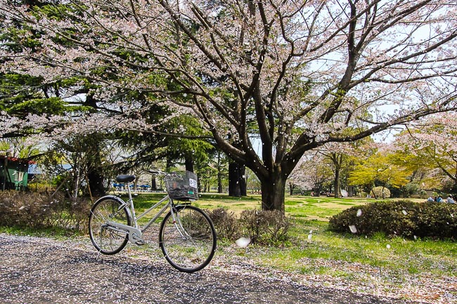 cherry blossom cherry blossom