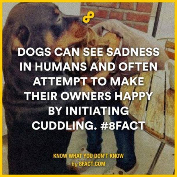 Dog fact