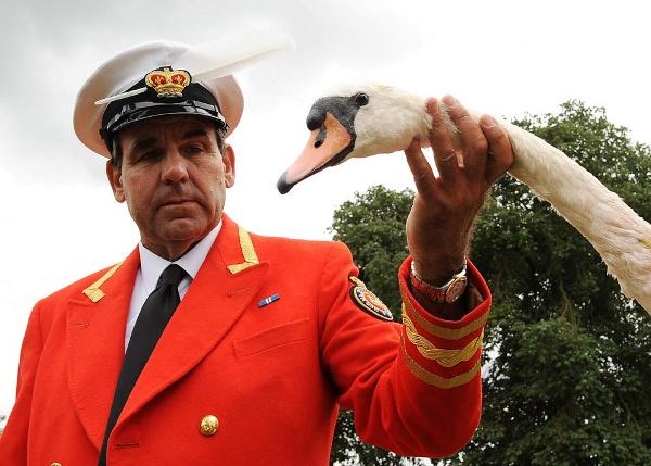 swan upper swan upper