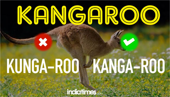 Kangaroo Kangaroo