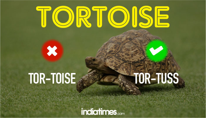 tortoise tortoise