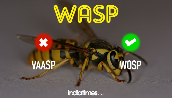wasp wasp