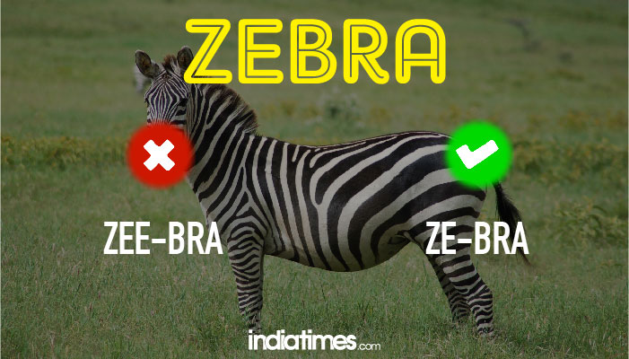 zebra zebra