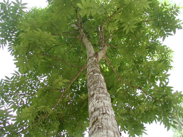 Where do mahogany trees grow?