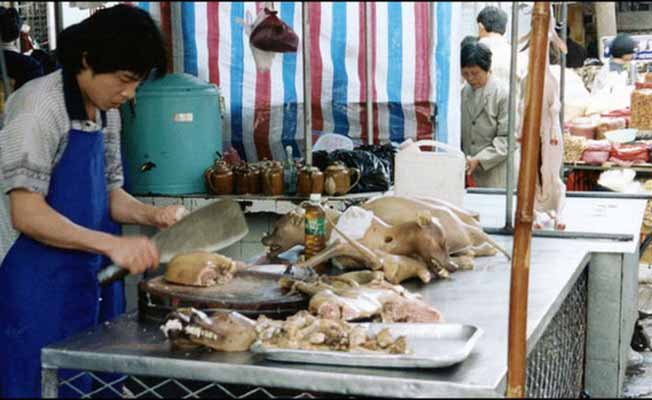dog festival dog festival