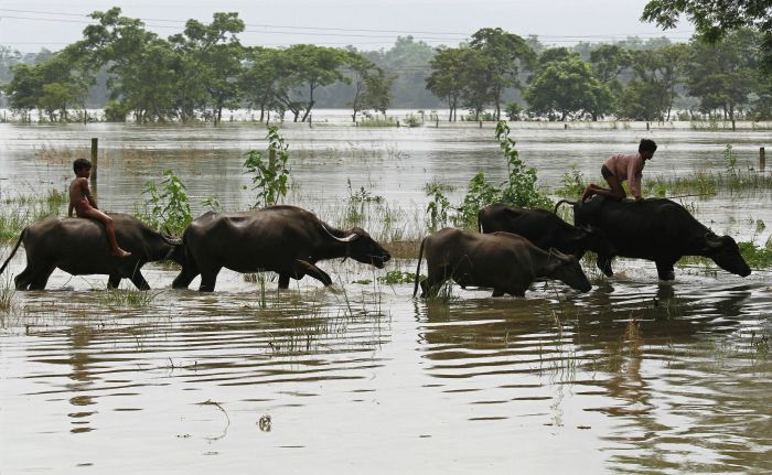 Bullocks