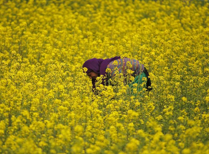 Mustard Field