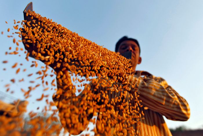 Wheat crop