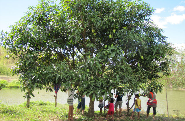 climbing the mango trees