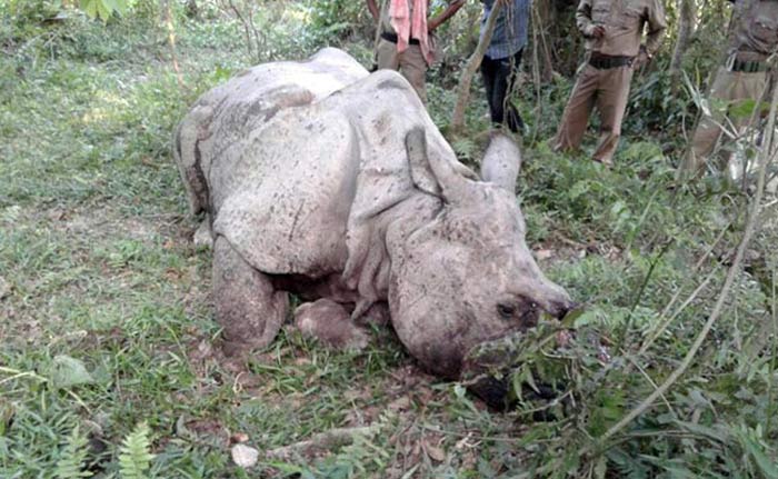 rhino poaching essay