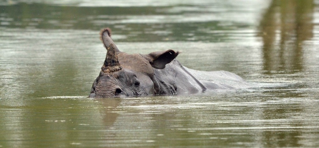 16 Rhinos Die In Floods Of Kaziranga But Brave Officials Are Able To