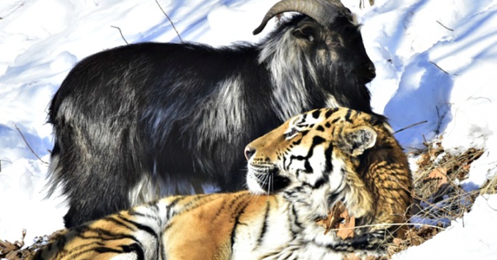 Lawyer Says That A Tiger & Goat Living In The Same Cage At A Zoo Are Promoting Gay Culture