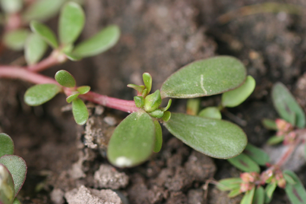 Purslane Health Benefits Recipes India