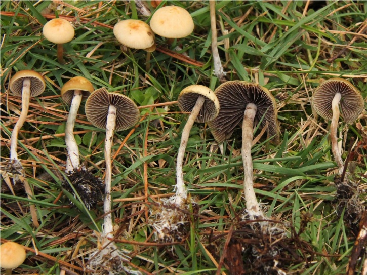 Pictures Of Psilocibin Mushrooms 112