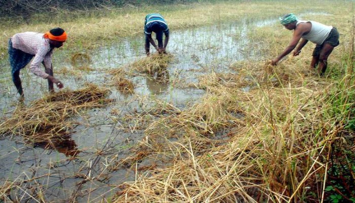 The Agricultural Households Having Less Than 1 Acre Of Land