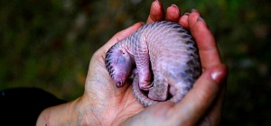 The World Bans Illegal Trade Of The Indian Pangolin, The World's Most Trafficked Animal