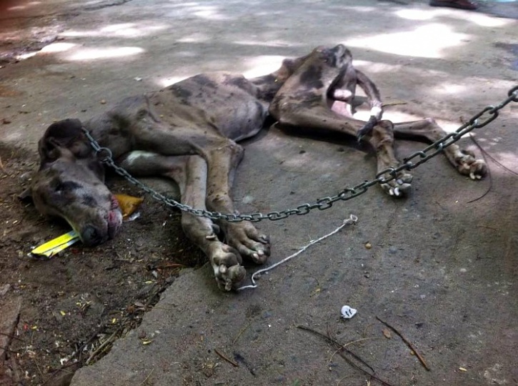 Great Dane Dies After Being Left Chained On Chennai Road! Has Humanity Ended Officially?