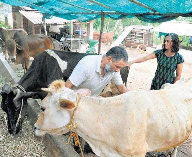 cow cow