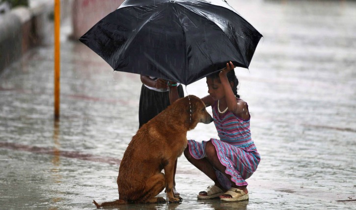Mensonges climatiques. - Page 2 Dog_in_the_rain_1504063132
