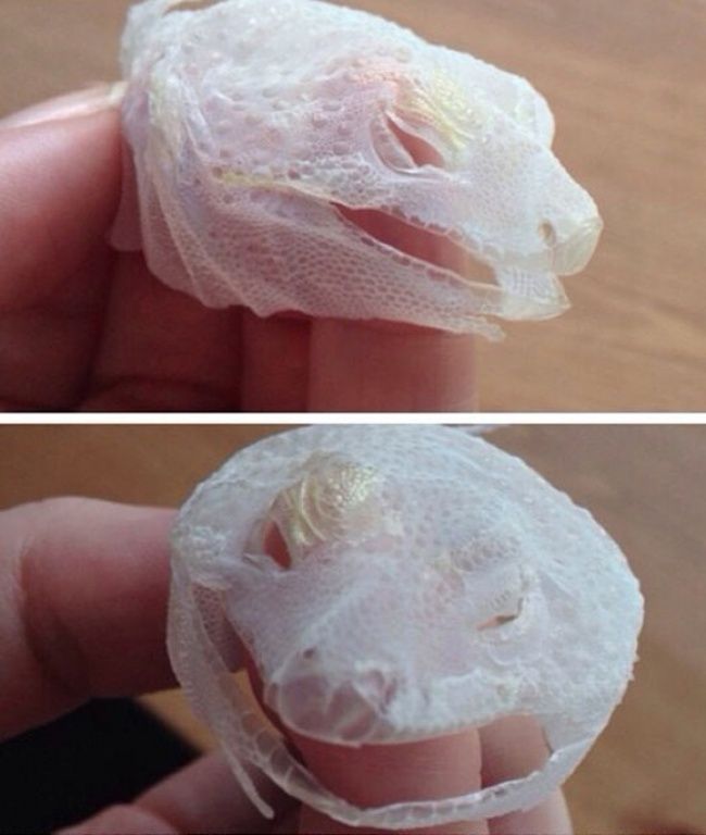lizard