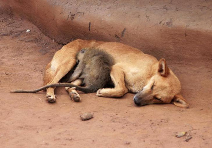 Unlikely Friendships 