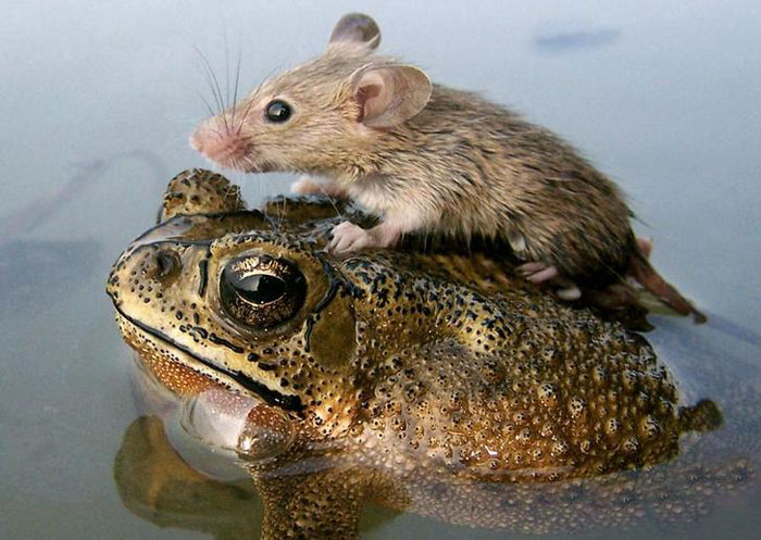 Unlikely Friendships 