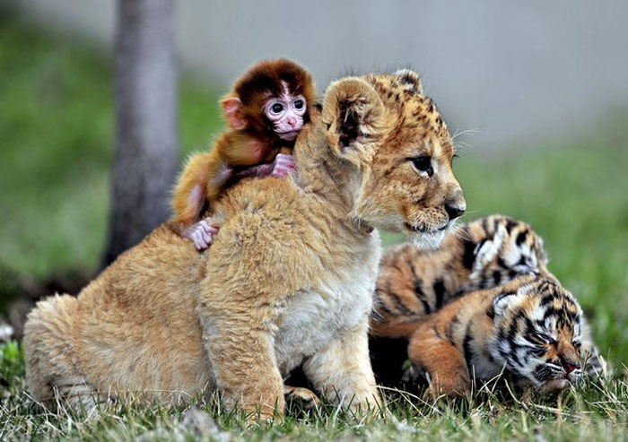 Unlikely Friendships