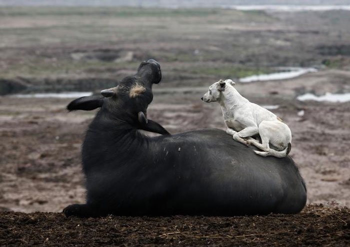 Unlikely Friendships