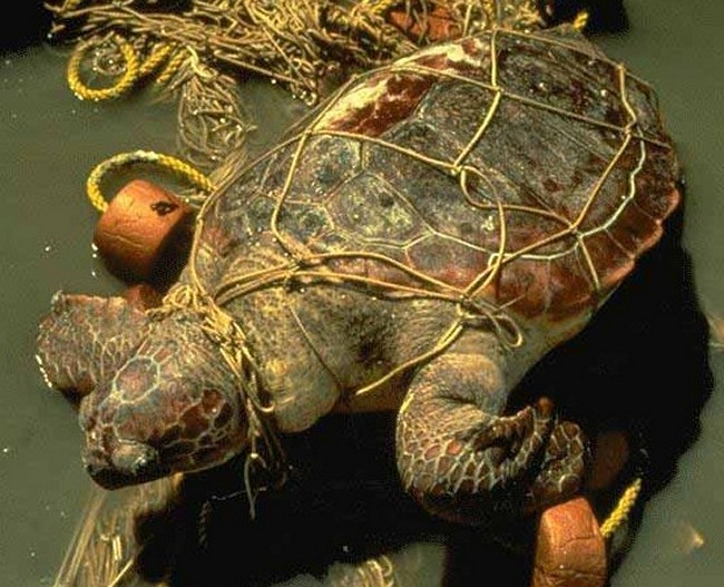 15 Heartbreaking Times Human Litter Killed Animals