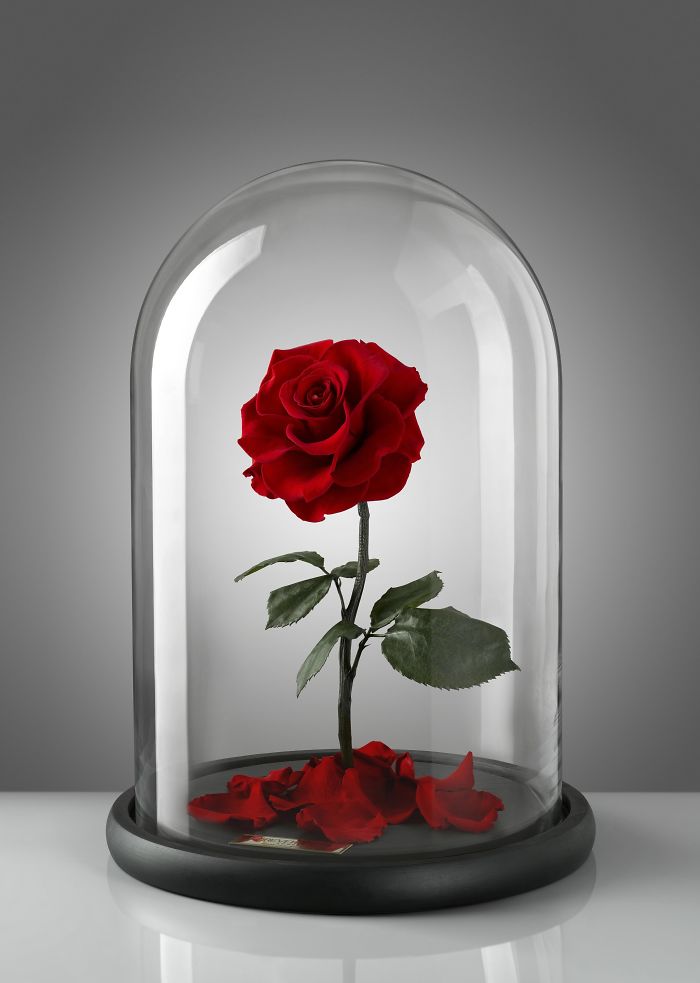 Enchanted Rose That Lasts A Year | 12 gorgeous photographs that prove the enchanted rose from Enchanted Rose That Lasts A Year | 12 gorgeous photographs that prove the enchanted rose from