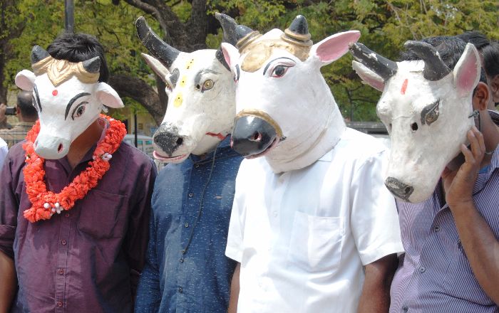 Cattle Sale For Slaughter Cattle Sale For Slaughter