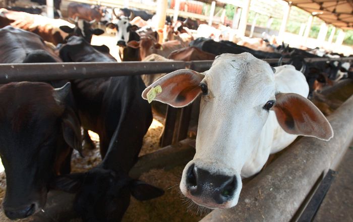 Cattle Sale For Slaughter Cattle Sale For Slaughter