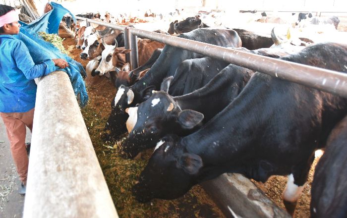 Cattle Sale For Slaughter Cattle Sale For Slaughter