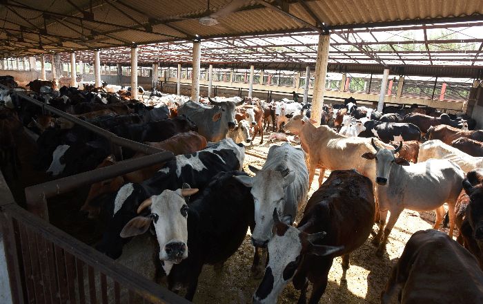 Cattle Sale For Slaughter Cattle Sale For Slaughter