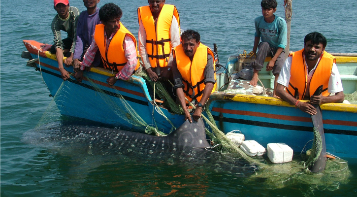 Rescuing a Whale Shark