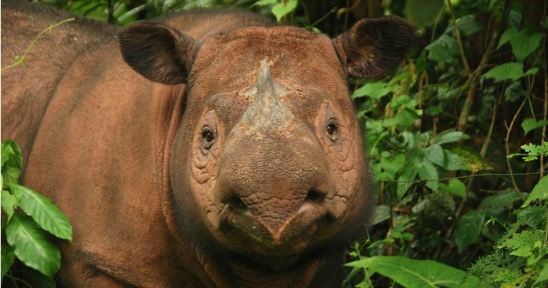 The Rare Sumatran Rhino Has Died Within Weeks Of Discovery. Now, There