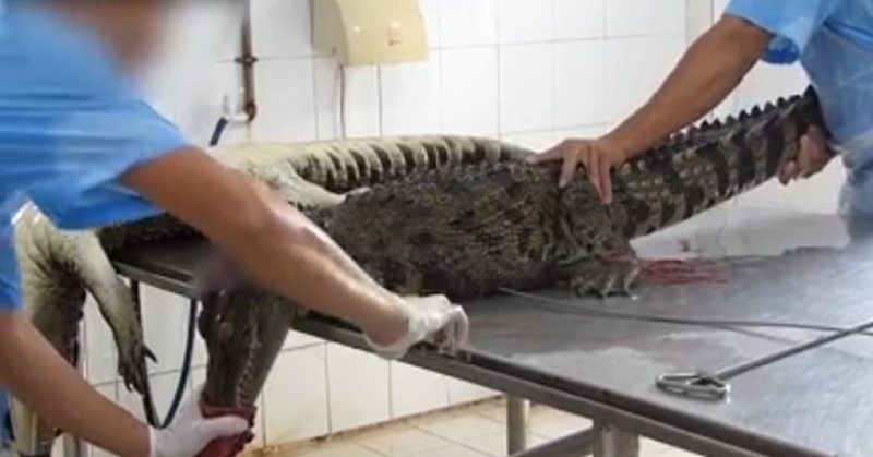 PETA exposes the Vietnam crocodile skin trade by various luxury bag companies - 0