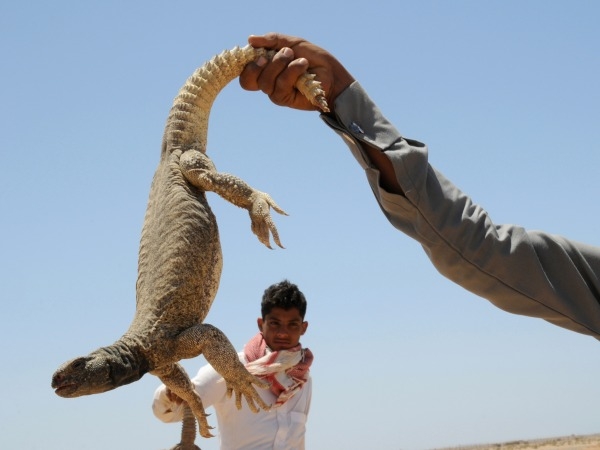 Extreme Food: Unusual Foods fromAcross the World Buzz - Indiatimes.com