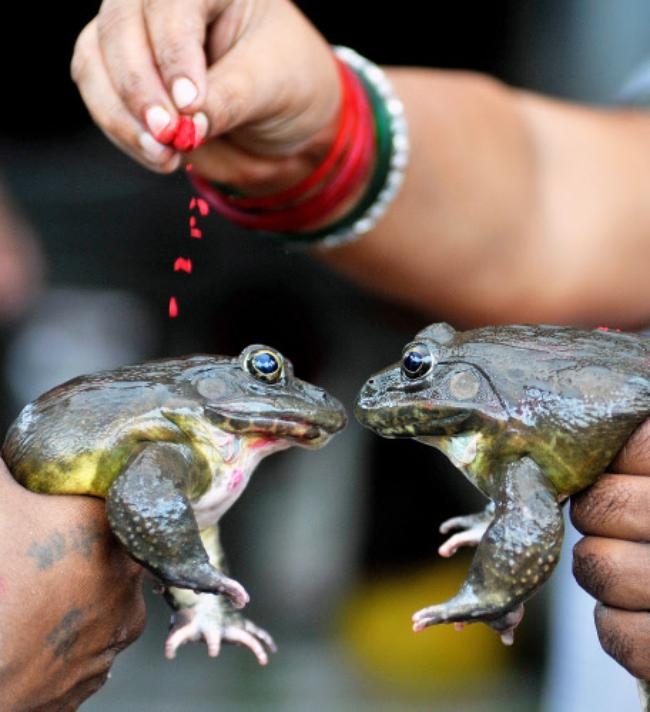 A Frog Marriage To Please The Rain Gods PICS Indiatimes