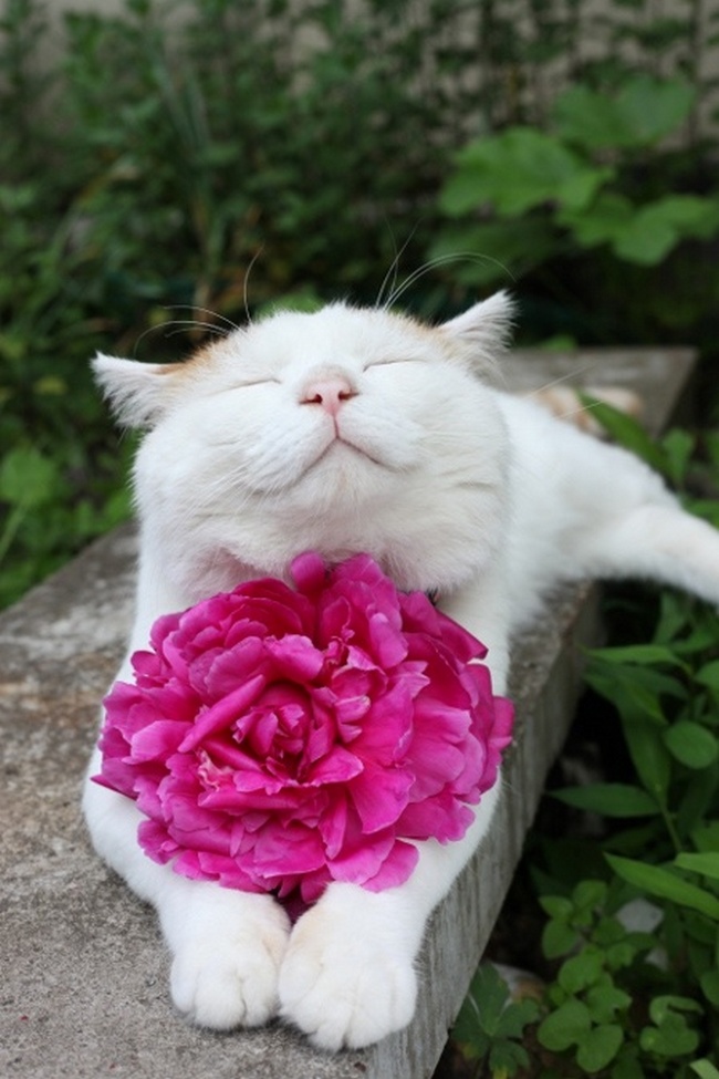 Meet Shironeko, the Happy Cat - Indiatimes.com