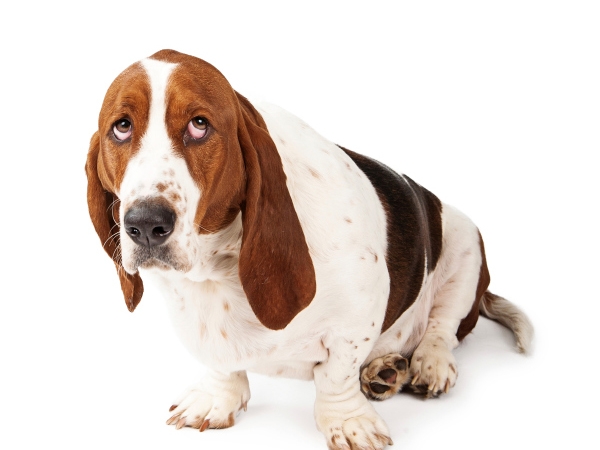 how to fearful dogs how to overcome your fear of dogs healthy living indiatimes how to fearful dogs how to overcome your fear of dogs healthy living indiatimes