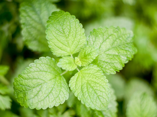 14 plants that repel mosquitoes healthy living indiatimes com 14 plants that repel mosquitoes healthy living indiatimes com