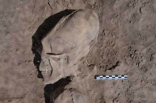 alien_like_skulls_main_article_1356604601_540x540.jpg