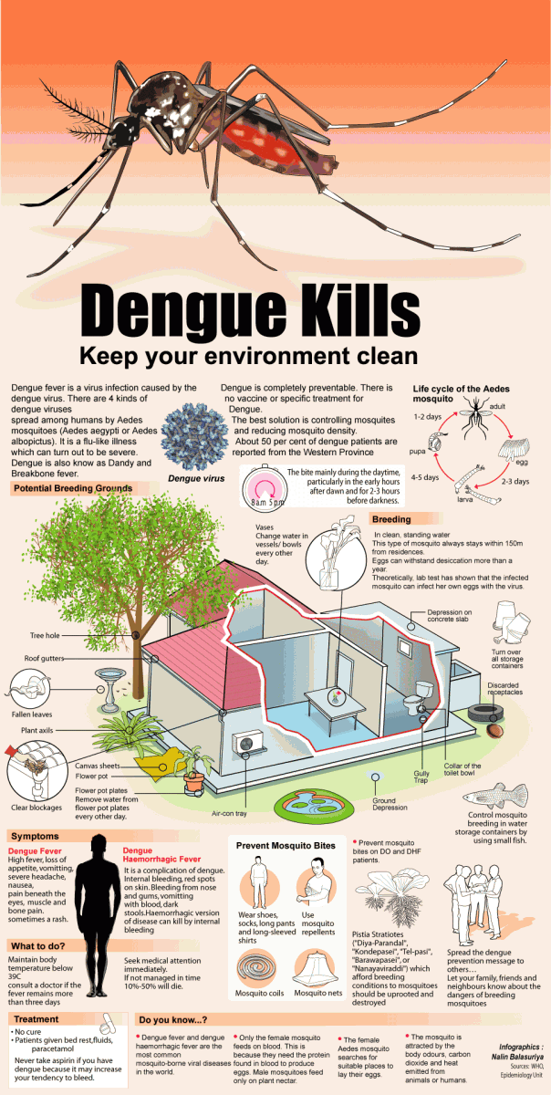 Infographic About Dengue